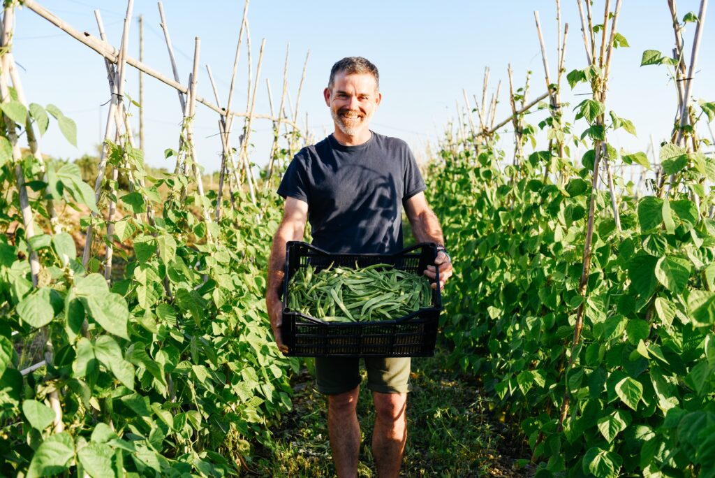 A,Farmer,Stands,Between,Rows,Of,Bean,Plants,,Holding,A Hombre sonriente sosteniendo una caja de judías verdes recién cosechadas en un huerto